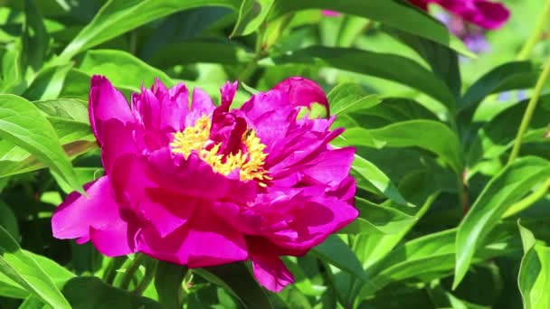 Flower of peony with bee — Stock Video