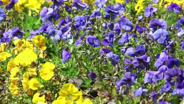Bakgrunn for fiolette og gule blomster – stockvideo