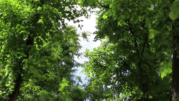 Branches d'arbres avec de jeunes feuilles vertes sous un vent léger par temps ensoleillé. HD 1920x1080 . — Video