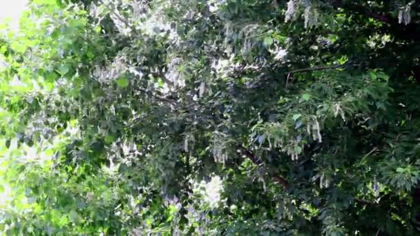 Background of green poplar leafs and fur-seeds on light breeze. — Stock Video