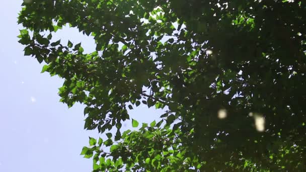 Background of green poplar leafs and fur-seeds on light breeze. — Stock Video