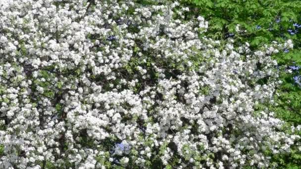 Tak van jasmijn met jonge groene bladeren en witte bloemen op blauwe hemelachtergrond op lichte wind in zonnige dag. Close-up. HD 1920 x 1080. — Stockvideo