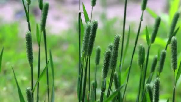 Tige d'herbe sur fond vert foncé sur vent léger par temps ensoleillé  . — Video