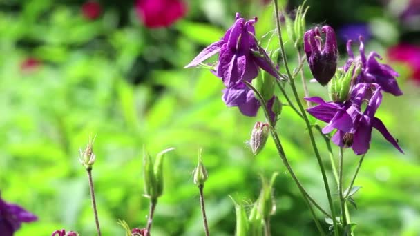 Violet flowers of aquilegia on light wind in sunny day on green grass background. Close-up. HD 1920x1080. — Stock Video