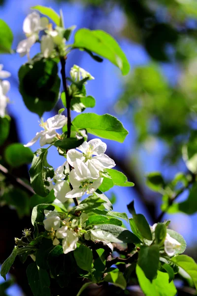 Vita blommor av äppelträd — Stockfoto
