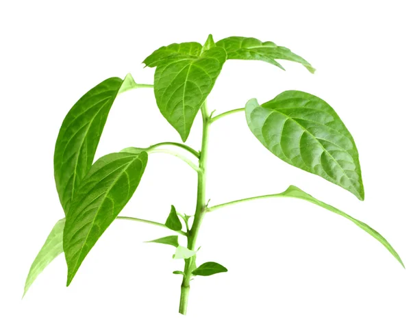 Branch of pepper — Stock Photo, Image