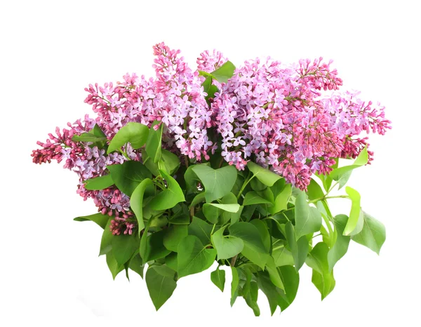 Bouquet of purple lilac on white — Stock Photo, Image