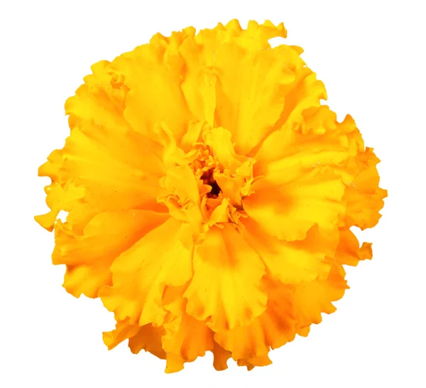 Una flor naranja de caléndula — Foto de Stock