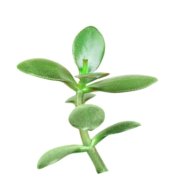 Yeşim bitkisi Şubesi — Stok fotoğraf
