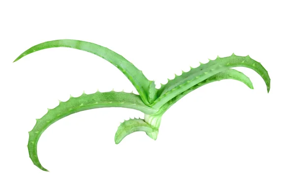 Branch of aloe — Stock Photo, Image