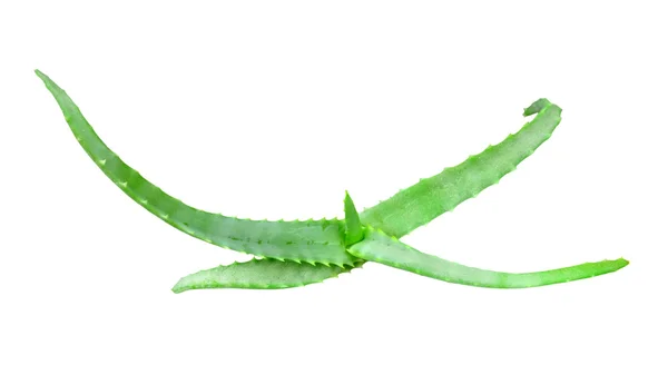 Aloe Şubesi — Stok fotoğraf