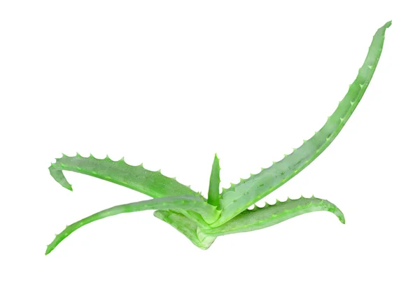 Branch of aloe — Stock Photo, Image