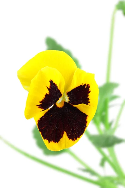 Maceška květina žlutá fialová — Stock fotografie