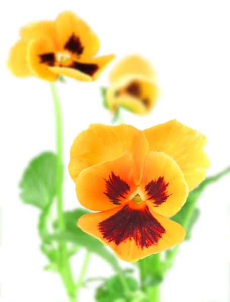 Orange-violet pansy flower — Stock Photo, Image