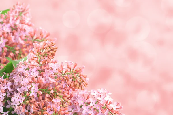 Bakgrund med rosa lila — Stockfoto