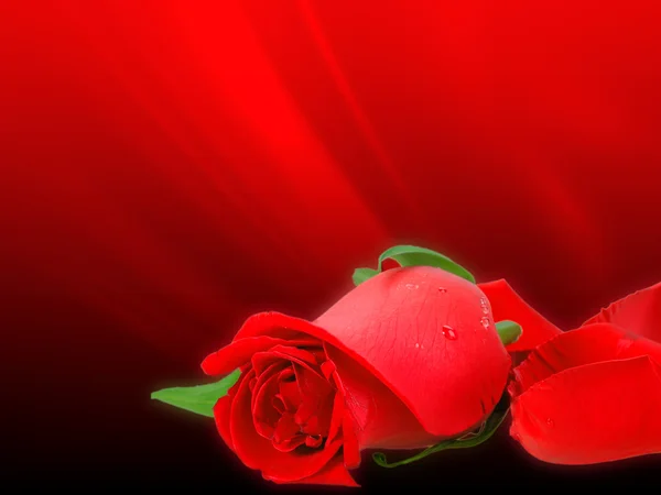 Zachte-licht rode roos op bokeh achtergrond — Stockfoto