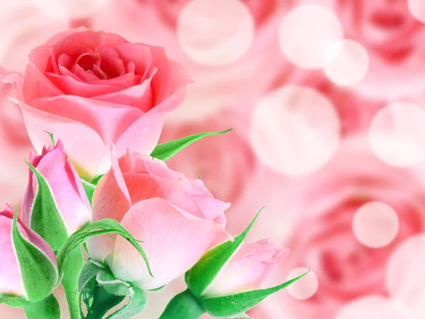 Csokor rózsaszín rózsa — Stock Fotó