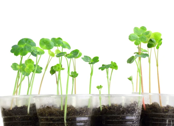 Young nasturtium seedling — Stock Photo, Image