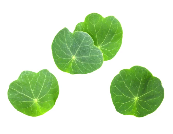 Bladeren van jonge nasturtium — Stockfoto