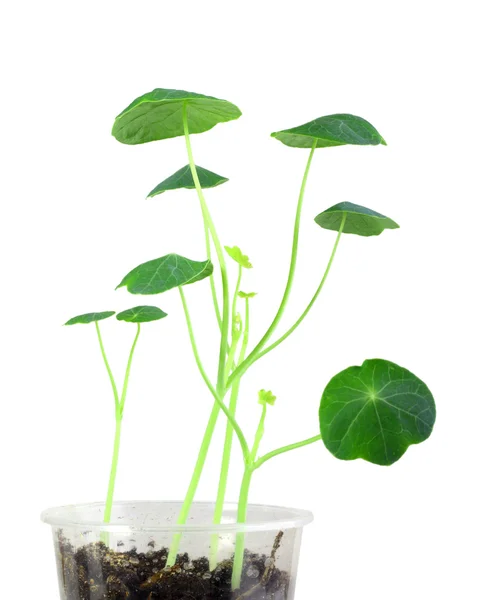 Young nasturtium seedling — Stock Photo, Image