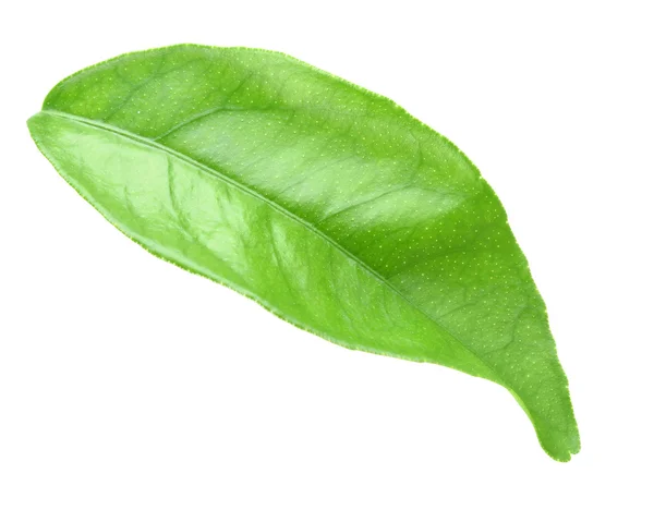 Green leaf of citrus-tree — Stock Photo, Image