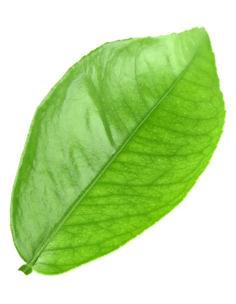 Hoja verde de árbol cítrico — Foto de Stock