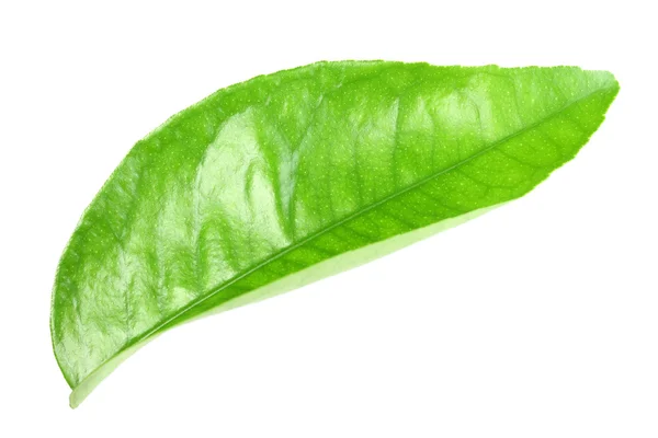 Green leaf of citrus-tree — Stock Photo, Image