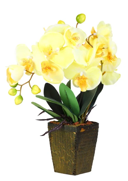 Flowers of yellow orchid — Stock Photo, Image