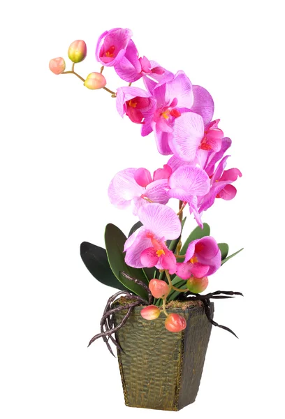 Blommor av pink orchid — Stockfoto