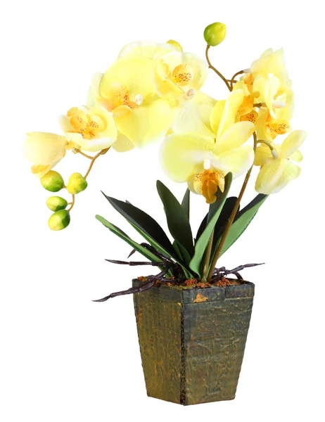 Blüten der gelben Orchidee — Stockfoto