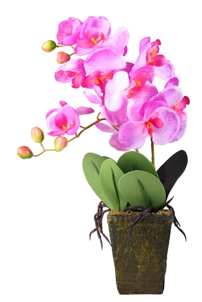 Blommor av pink orchid — Stockfoto