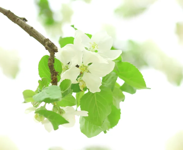 Blommor av äppelträd — Stockfoto