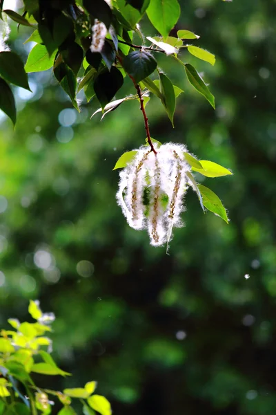 Blomstrende gren af poppel - Stock-foto