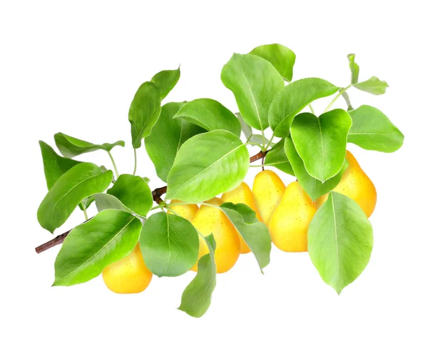 Yellow pears on green branch — Stock Photo, Image
