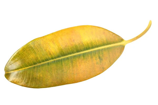 Żółto zielony liść pipal — Zdjęcie stockowe