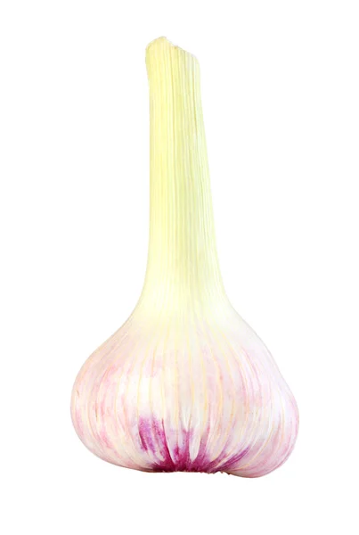 Žárovka česneku — Stock fotografie
