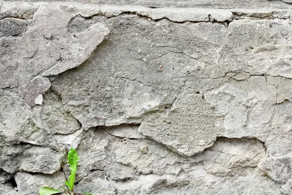 Groddar på bakgrunden vägg cement — Stockfoto