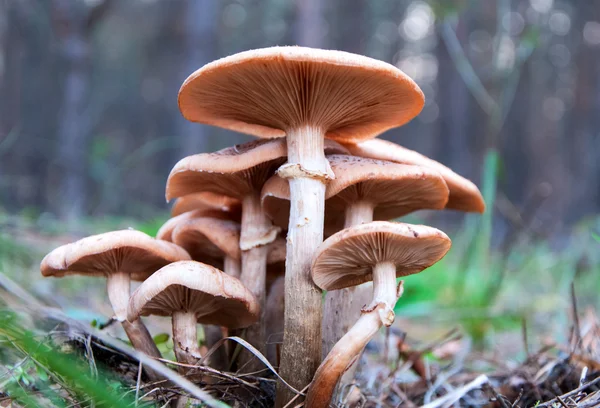Scene in the forest — Stock Image Scene in the forest Stock Image