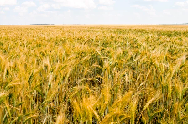 Schöne Landschaft — Stockfoto