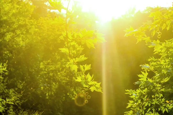 Folhas verdes e sol — Fotografia de Stock