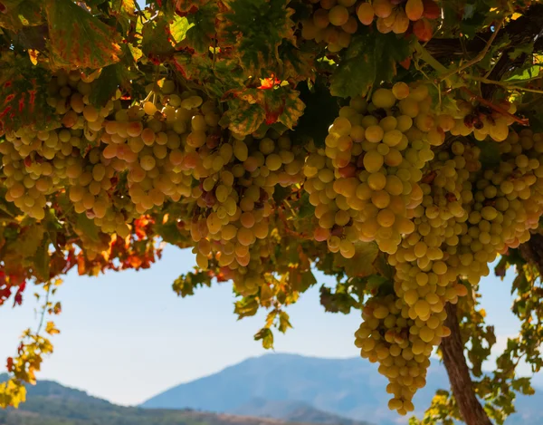 Uvas maduras — Fotografia de Stock