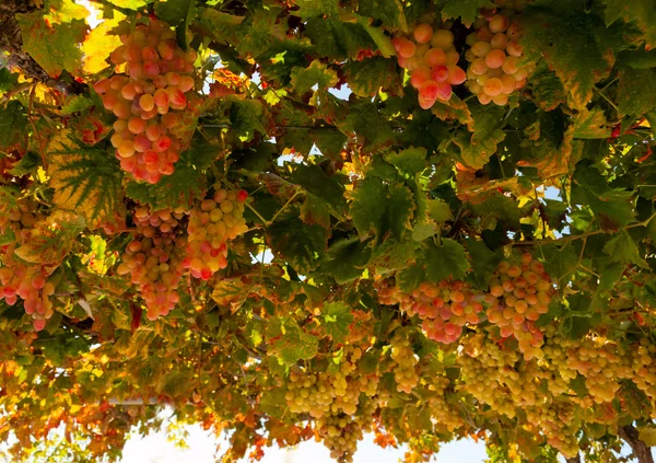 Uvas maduras — Fotografia de Stock