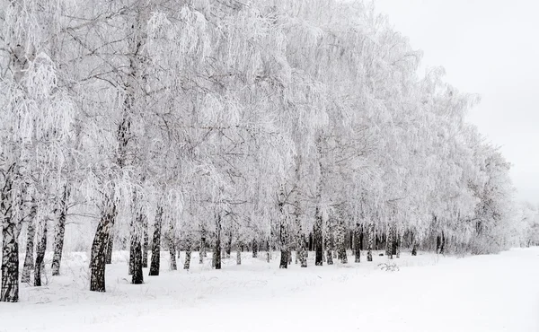 Paisaje invierno —  Fotos de Stock