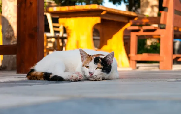 Cafe masa yakınındaki sokakta yalan kedi — Stok fotoğraf