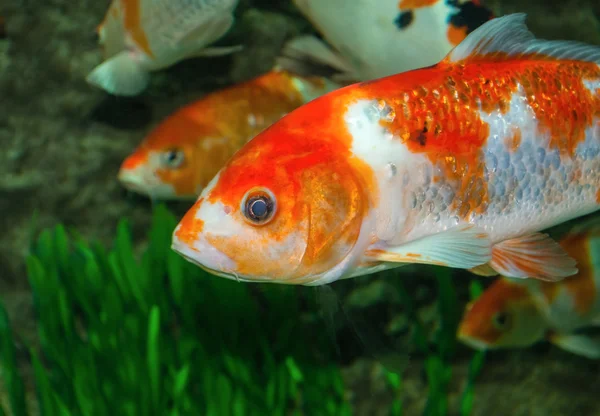 Pescado dorado — Foto de Stock