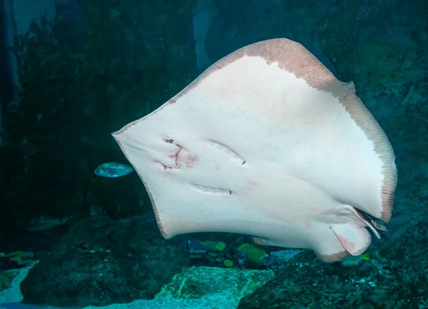 Ray ritratto ravvicinato in acquario — Foto Stock