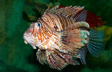 Denizde yüzme lionfish