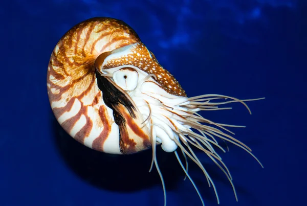 Nautilus cáscara marina —  Fotos de Stock