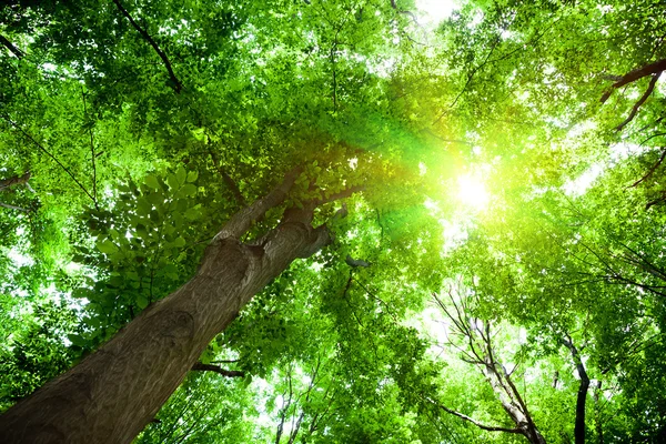 Naturaleza. árbol con hojas verdes — Foto de Stock