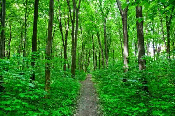 Foresta naturale — Foto Stock